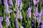 Bumble Bee On Lavender Stock Photo