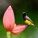 Male Olive-backed Sunbird Stock Photo