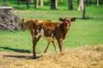 Country Calves In Queensland Stock Photo