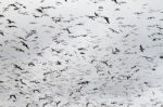 Large Flock Of Seagulls Stock Photo