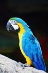 Blue And Gold Macaw Stock Photo