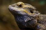 Pogona Stock Photo