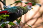 Red-crested Turaco (tauraco Erythrolophus) Stock Photo