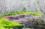 Red Algae And Dead Trees At Para Wetlands In New Zealand Stock Photo