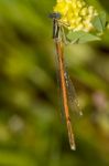 Platycnemis Acutipennis Damselfly Insect Stock Photo