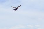 Pigeon Flies In The Blue Sky In A Sunny Day Stock Photo