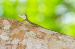 Spotted Flying Dragon Stock Photo