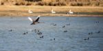 Black Swan Flying Above Water Stock Photo