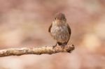 Brown-streaked Flycatcher Stock Photo