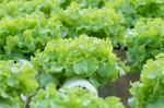 Vegetable Stock Photo