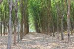 Rubber Trees Stock Photo