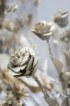 Artistic Flower Display Made Of Paper At The Millennium Centre I Stock Photo