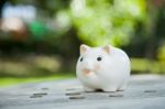 Piggy Bank Stock Photo