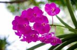 Beautiful Purple Orchid Blooming On The Trees. Warm Sunshine Bac Stock Photo