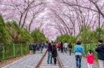 Jinhae,korea - April 4 : Jinhae Gunhangje Festival Is The Largest Cherry Blossom Festival In Korea.tourists Taking Photos Of The Beautiful Scenery Around Jinhae,korea On April 4,2015 Stock Photo