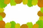 Frame From Green Leaves On White Background For Isolated, Frame By Green Leaf, Orange Leaf And Yellow Leaf Stock Photo