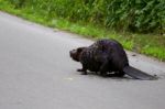 The Canadian Beaver Stock Photo