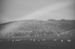 Sheep On The Farm During The Day Stock Photo