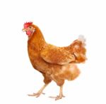 Full Body Of Brown Chicken Hen Standing Isolated White Background Use For Farm Animals And Livestock Theme Stock Photo