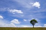 Tree And Sky Stock Photo