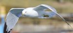 Isolated Image Of A Gull Flying Near A Shore Stock Photo