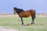 A Horse In The Nature On The Grass Stock Photo