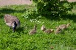 Canada Goose (branta Canadensis) And Goslings On The Banks Of Th Stock Photo