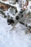 Dog Jumping Through A Fence Stock Photo