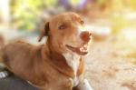 Portrait Of A Cute Brown Dog Stock Photo