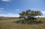 Quercus Ilex Tree Stock Photo