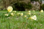 Lemon Yellow Hoop Petticoat Daffodil (narcissus Bulbocodium) Stock Photo