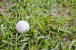 Golf Ball On The Lawn Stock Photo