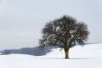 Tree In Winter Stock Photo