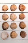 Several Clam Shells Isolated Stock Photo