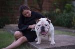 Woman With English Bullldog Stock Photo