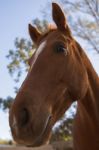 Horse In The Paddock Stock Photo