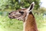 Isolated Picture With A Llama Standing Awake Stock Photo