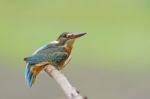 Female Common Kingfisher Stock Photo