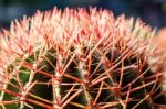 Detail Of Surface Cactus Stock Photo