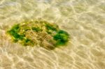 Stones Overgrown With Mud Under The Water Stock Photo