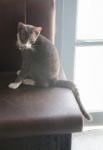 Grey And White Cat On Sofa Stock Photo