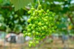 Young Green Grapes Stock Photo