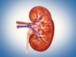 3d Digital Illustration Of  A Human Kidney Cross Section  Stock Photo