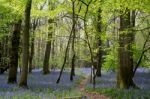 Bluebells In Staffhurst Woods Near Oxted Surrey Stock Photo