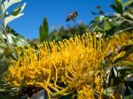 Bee Leaving An Unidentified Tree In Marbella Full Of Yellow Flow Stock Photo