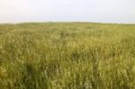 Mediterranean Native Vegetation Stock Photo