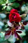 Top View Of A Small Red Rose Stock Photo