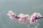 Cherry Blossom With Soft Focus, Sakura Season Background Stock Photo