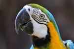 Blue And Yellow Macaw Stock Photo