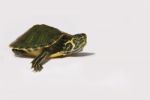 Turtle Stock Photo